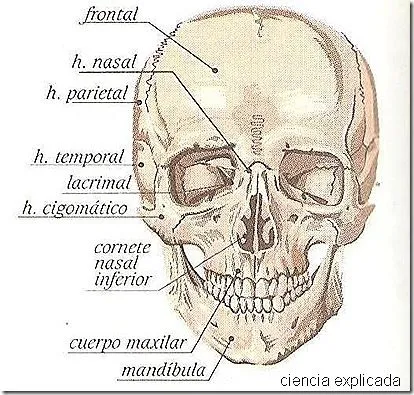 Huesos del Cráneo - Ciencia Explicada
