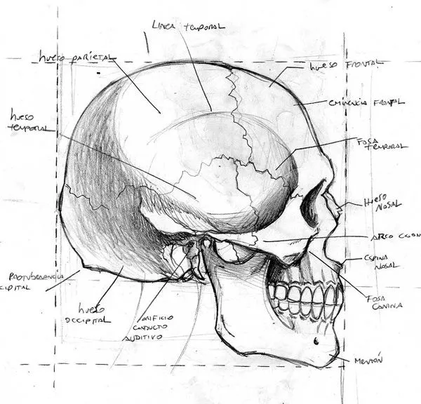 Craneo humano con nombres - Imagui