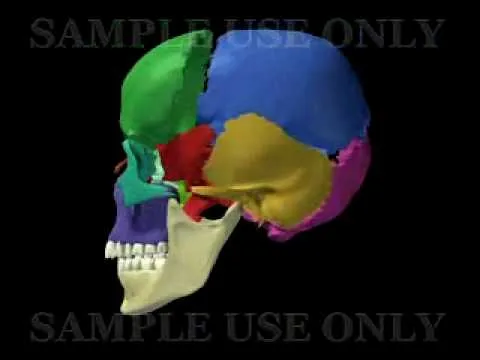 Huesos de Cráneo en español (sample use only) - YouTube