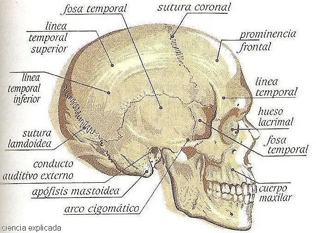 CUERPO HUMANO: DIBUJOS DE LOS HUESOS DEL CRANEO Y SUS PARTES