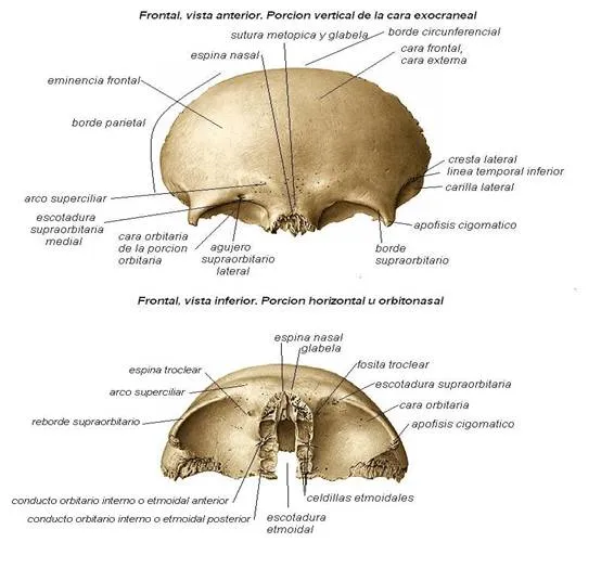 Huesos del Craneo (página 2) - Monografias.com