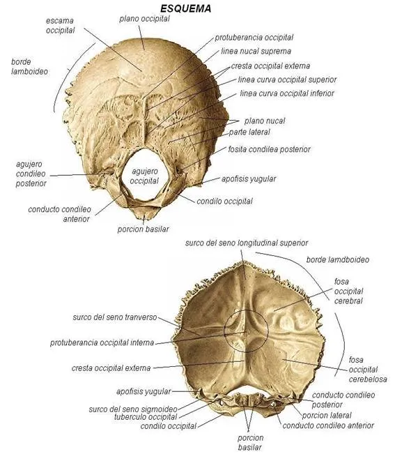 Huesos del Craneo (página 2) - Monografias.com