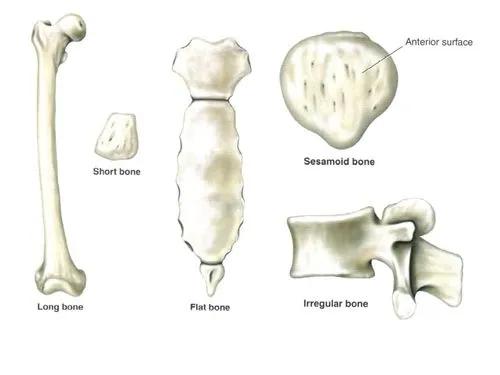 Huesos cortos del cuerpo humáno - Imagui