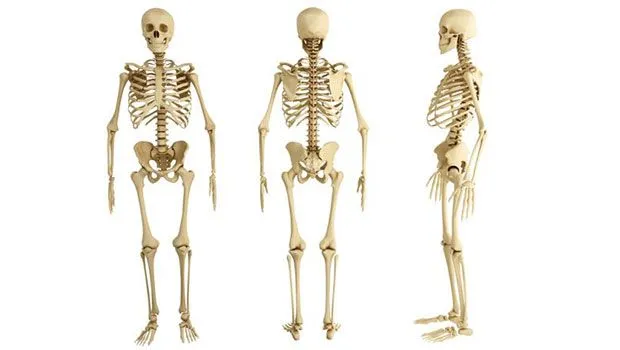 Huesos del cuerpo humano - Funciones, grupos e imágenes. Huesos del cuerpo humano - Funciones, grupos e imágenes.