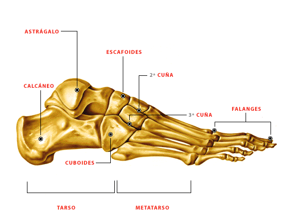 HUESOS DEL CUERPO HUMANO : HUESOS DEL PIE