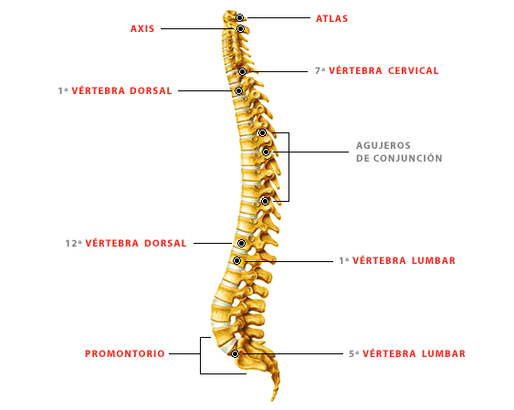 HUESOS DEL CUERPO HUMANO : HUESOS DEL TRONCO