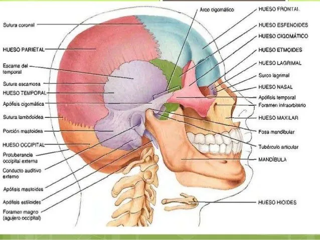 huesos-del-craneo-7-638.jpg?cb ...