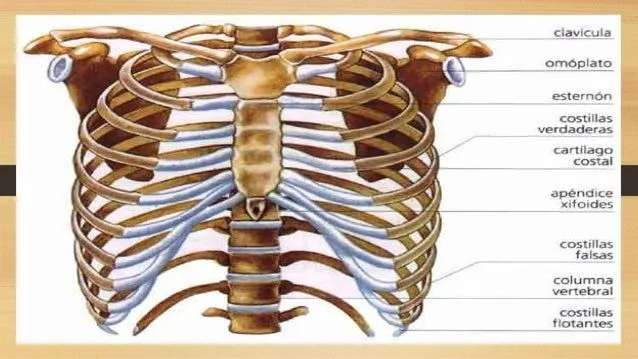 huesos-del-cuello-y-torax-14- ...
