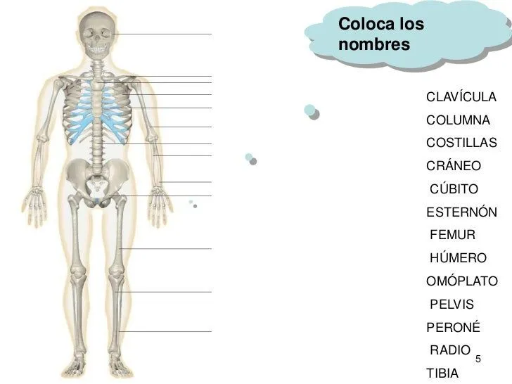 huesos-del-cuerpo-humano-5-728 ...