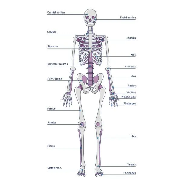 Cuantos huesos tiene el esqueleto humano? - Homo medicus Cuantos huesos tiene el esqueleto humano? - Homo medicus