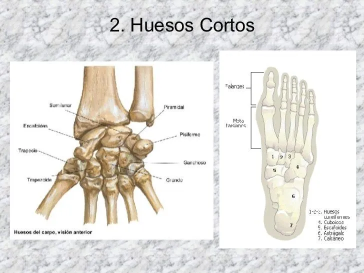 huesos-generalidades-4-728.jpg ...