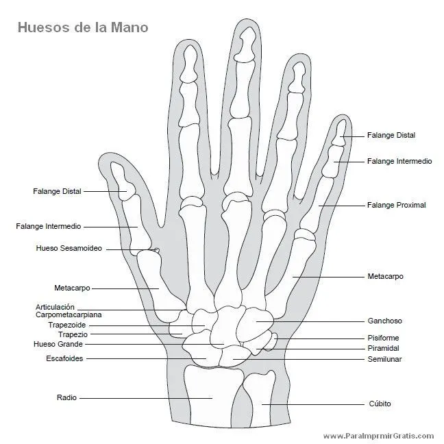 Huesos humanos. on Pinterest | Skeletons, Skeleton Craft and Html Huesos humanos. on Pinterest | Skeletons, Skeleton Craft and Html