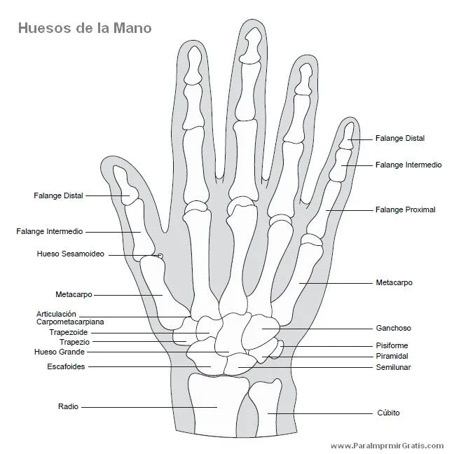 Huesos de la Mano - Para Imprimir Gratis - ParaImprimirGratis.com