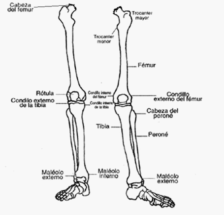 Huesos de las extremidades superiores e inferiores - Biología