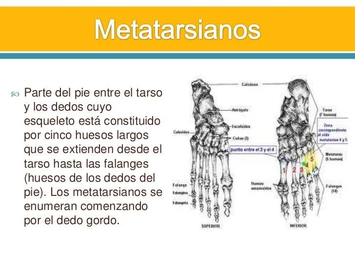 Huesos y Músculos del pie