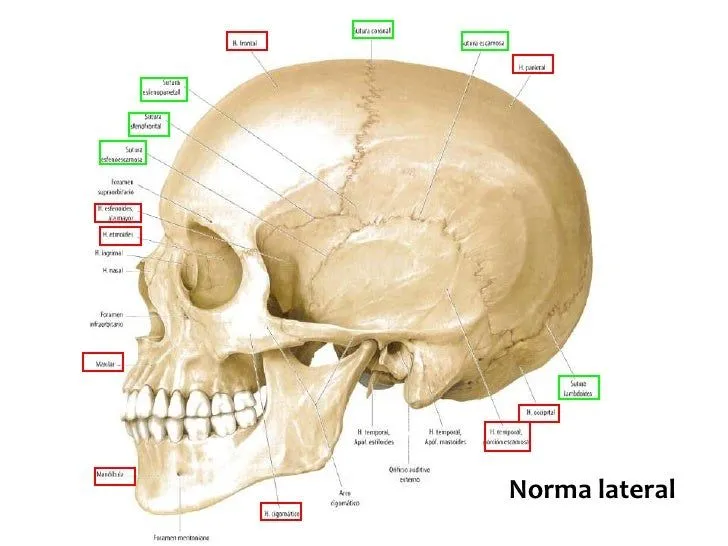 Huesos y normas del cráneo