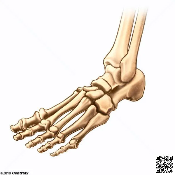 Huesos del Pie - Atlas de Anatomía del Cuerpo Humano - Centralx Huesos del Pie - Atlas de Anatomía del Cuerpo Humano - Centralx