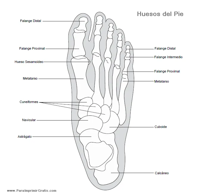 Huesos del Pie - Para Imprimir Gratis - ParaImprimirGratis.com