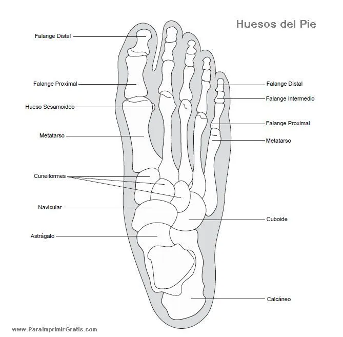 Huesos del pie con sus nombres, para descargar, imprimir, colorear ...