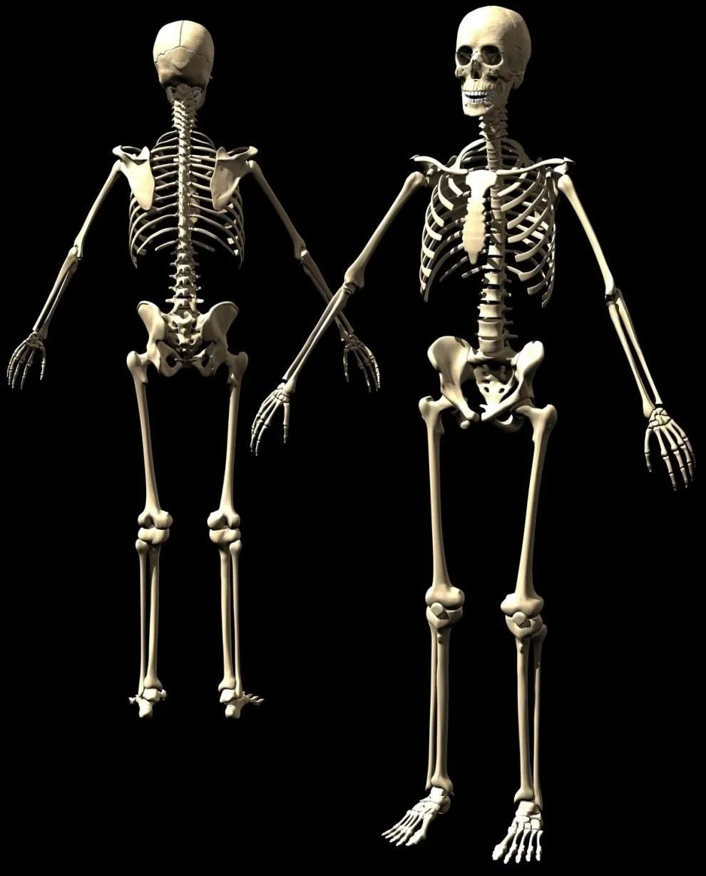 LoS huEsoS | SisTemAs Del CuerpO HumAno BloG'S... LoS huEsoS | SisTemAs Del CuerpO HumAno BloG'S...