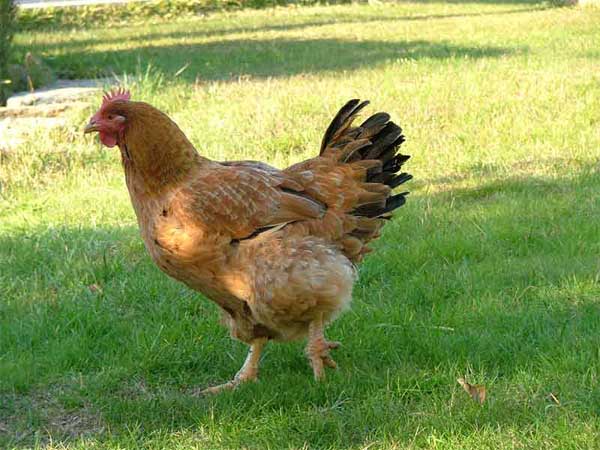 Que fue primero el huevo o la gallina - Encuestas Chorras Que fue primero el huevo o la gallina - Encuestas Chorras