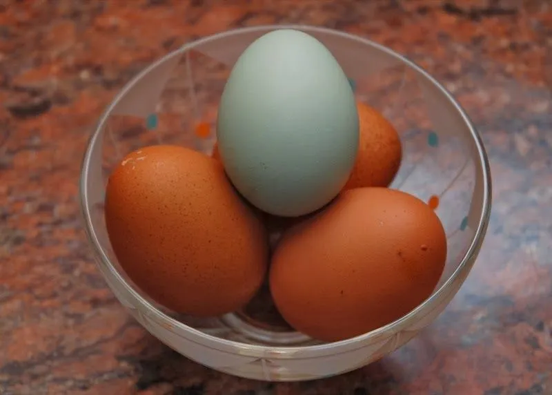 Huevos de gallina feliz | NO TENGAS MIEDO. HABLA SOLO. Huevos de gallina feliz | NO TENGAS MIEDO. HABLA SOLO.