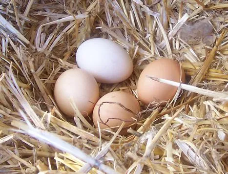 Huevos de Gallina | HUEVOS CAMPESINO