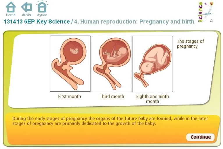 Human reproduction: Pregnancy and birth. Inglés 6º Primaria (SM ... Human reproduction: Pregnancy and birth. Inglés 6º Primaria (SM ...