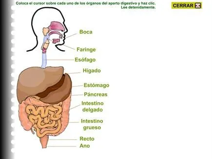 Órganos del aparato digestivo - Biblioteca Escolar Digital