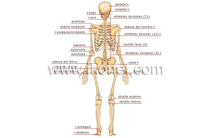 ser humano > anatomía > esqueleto > vista posterior imagen ...