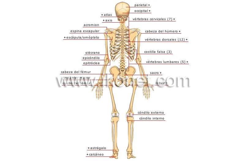 ser humano > anatomía > esqueleto > vista posterior imagen ... ser humano > anatomía > esqueleto > vista posterior imagen ...