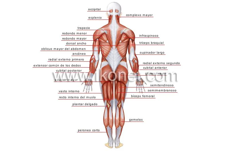 ser humano > anatomía > músculos > vista posterior imagen ... ser humano > anatomía > músculos > vista posterior imagen ...