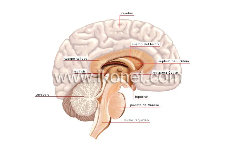 ser humano > anatomía > sistema nervioso > sistema nervioso ...