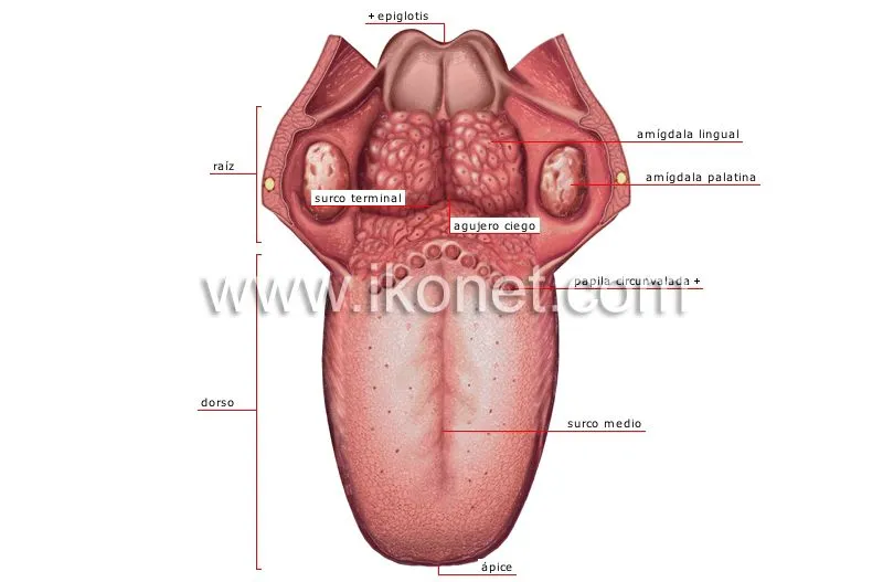 ser humano > órganos sensoriales > olfato y gusto > lengua imagen ...