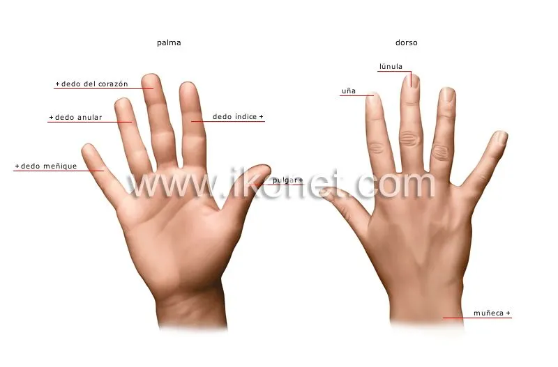 ser humano > órganos sensoriales > tacto > mano imagen ... ser humano > órganos sensoriales > tacto > mano imagen ...