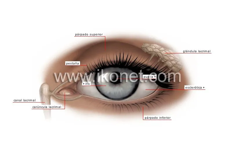 ser humano > órganos sensoriales > vista > ojo imagen ... ser humano > órganos sensoriales > vista > ojo imagen ...