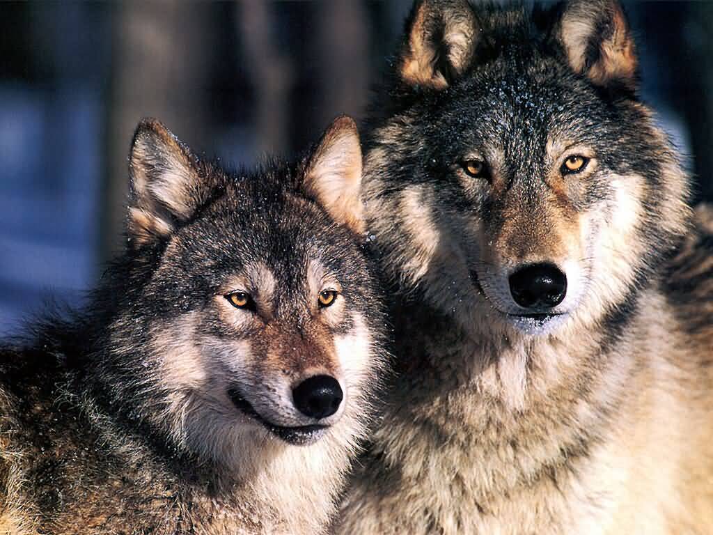 Es el Humano infiel por naturaleza? ¿Es cierto que los Lobos no lo ... Es el Humano infiel por naturaleza? ¿Es cierto que los Lobos no lo ...