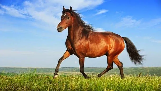Uso humano influenciou evolução genética do cavalo | Ciência ...
