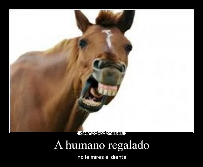 Fotos de caballos graciosas - Imagui