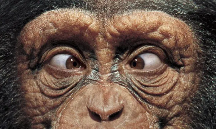 Humanos: Ahora con menos chimpancé (solo 89%) - Neoteo Humanos: Ahora con menos chimpancé (solo 89%) - Neoteo