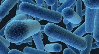 Los humanos también somos microbios | Consejo Estatal para la ...