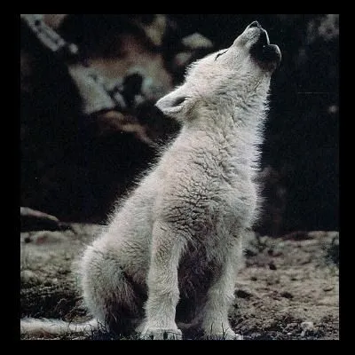 No está mal ser humilde por las dudas: EL LOBO No está mal ser humilde por las dudas: EL LOBO
