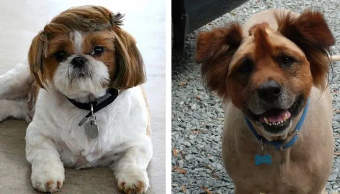 Humor: 25 perros que tuvieron que soportar los PEORES cortes de ...