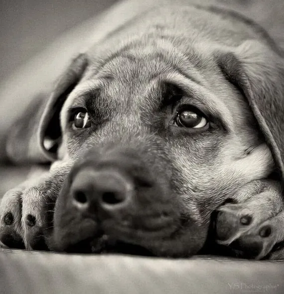Actitudes Caninas : abril 2015