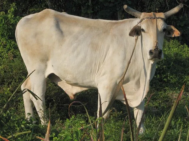 Humped cattle | Toro Cebu (Bos primigenius indicus) | Flickr ... Humped cattle | Toro Cebu (Bos primigenius indicus) | Flickr ...