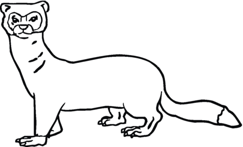 Hurón Posando dibujo para colorear | SuperColoring.com Hurón Posando dibujo para colorear | SuperColoring.com