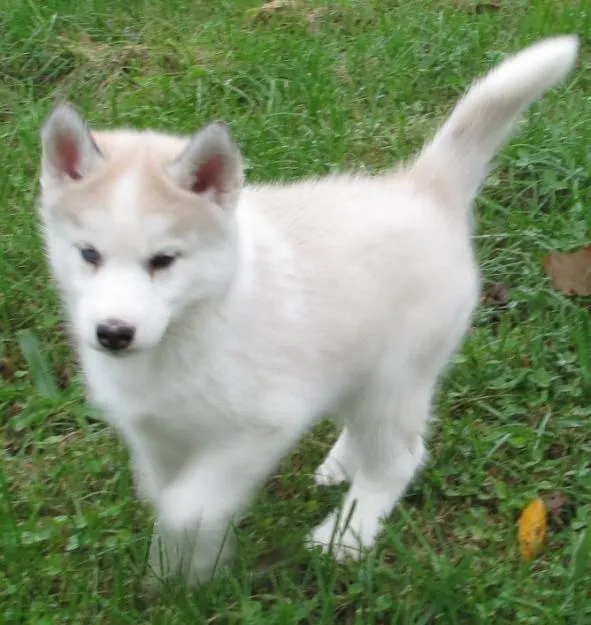 Fotos de perros lobos bebés - Imagui