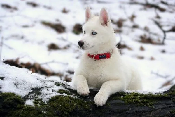 Un husky blanco descansando sobre un tronco (61918) Un husky blanco descansando sobre un tronco (61918)