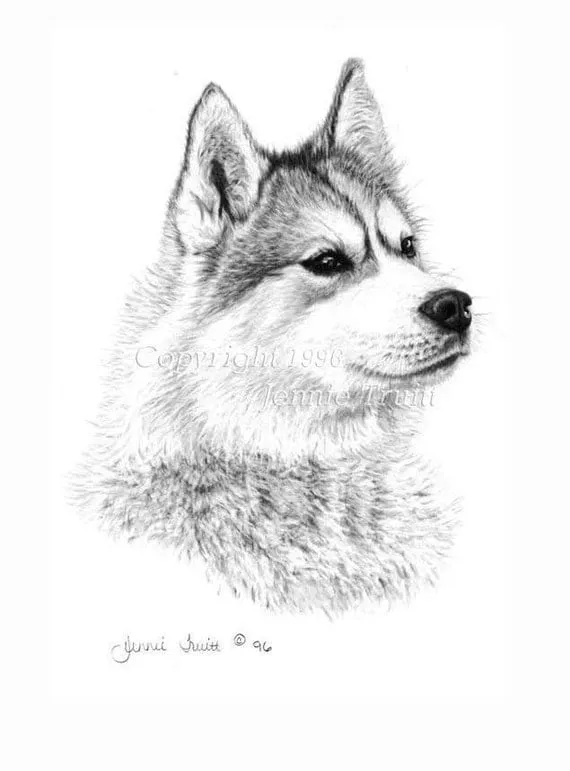 Dibujo de husky siberiano - Imagui