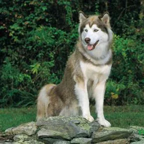 Husky Siberiano